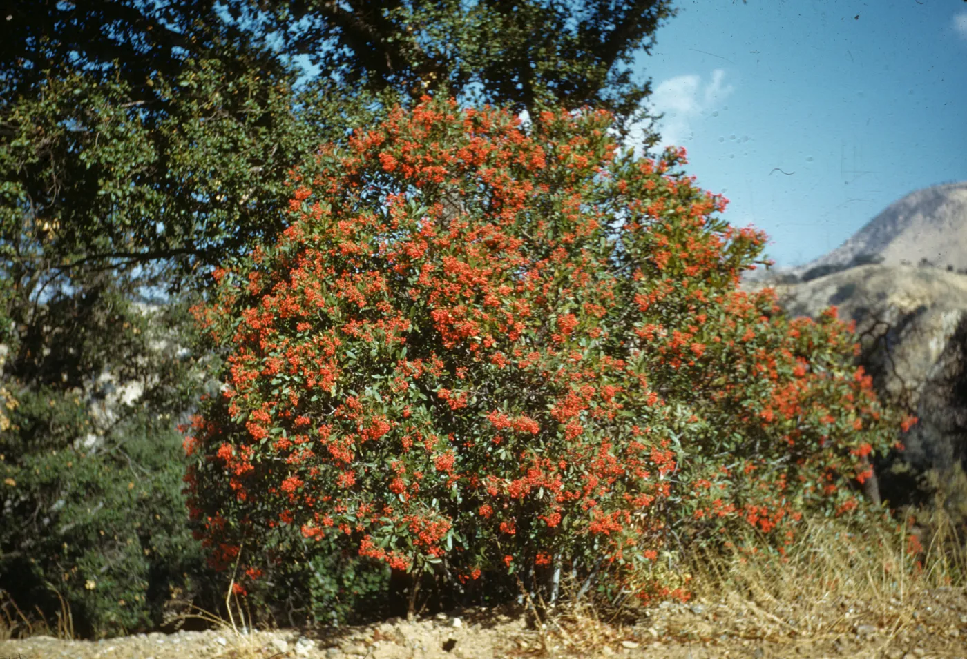 Heteromeles arbutifolia, near Paradise Camp