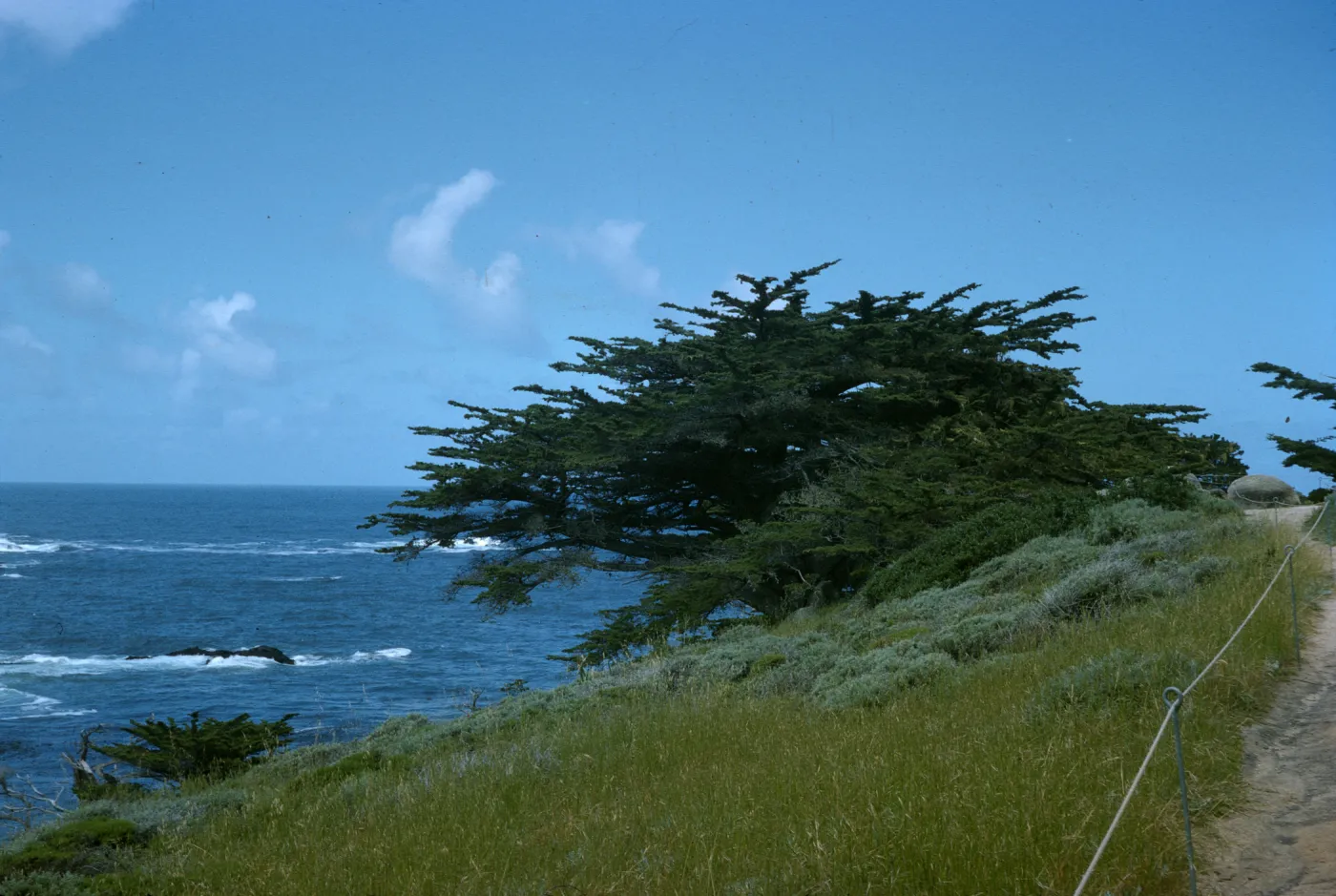 Cupressus macrocarpa (Monterey cypress), Point Lobos