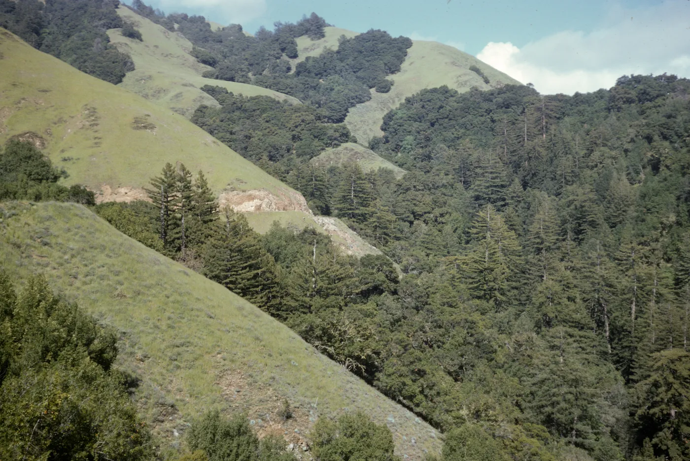 forest with Sequoia sempervirens (coastal redwood)