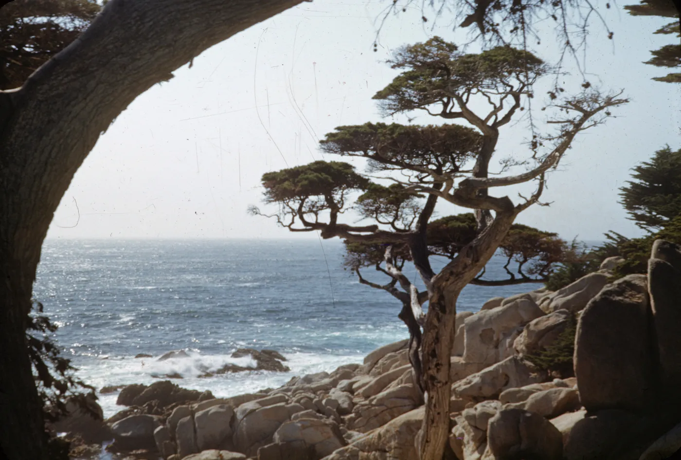 Monterey cypress, Carmel coast