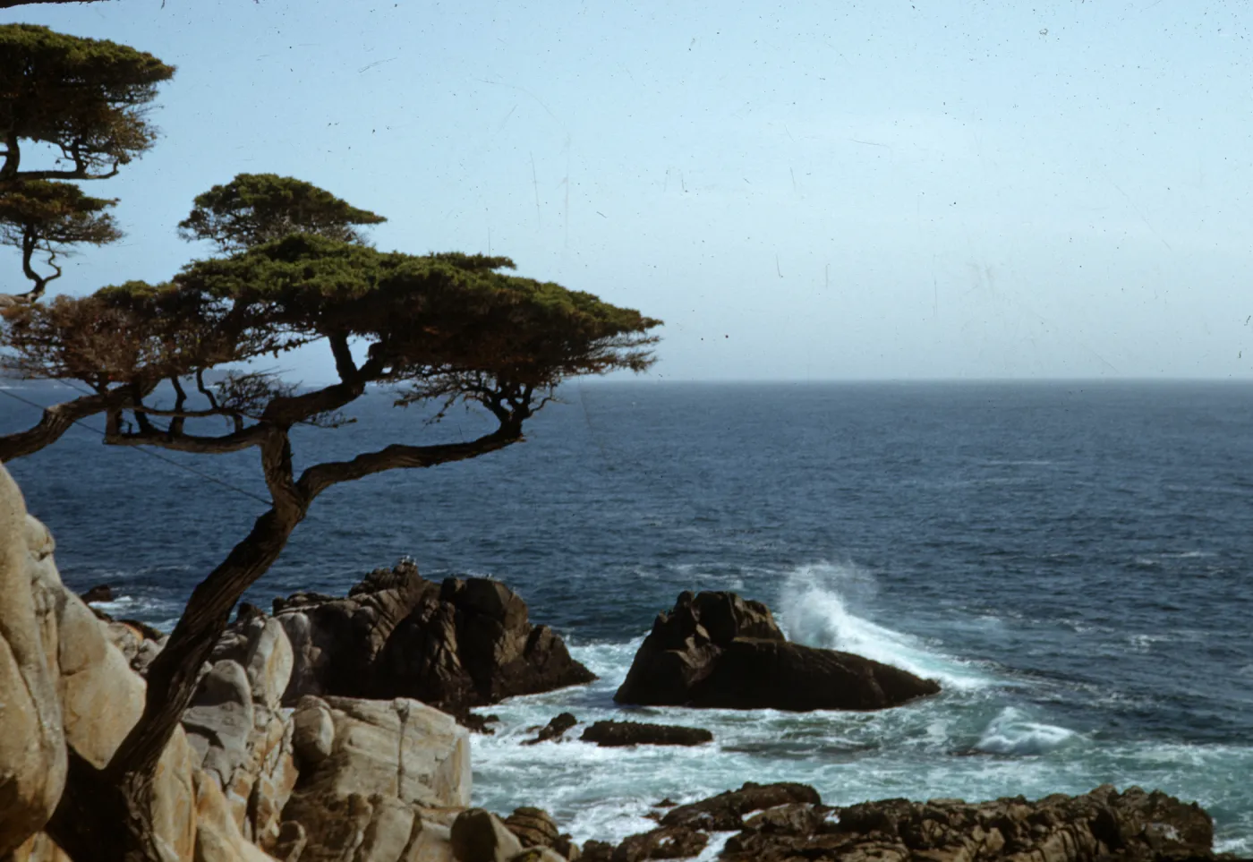 Monterey cypress, 17 Mile Drive