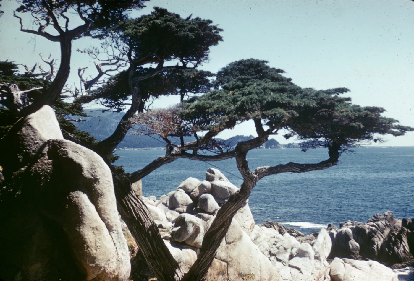 Monterey cypress