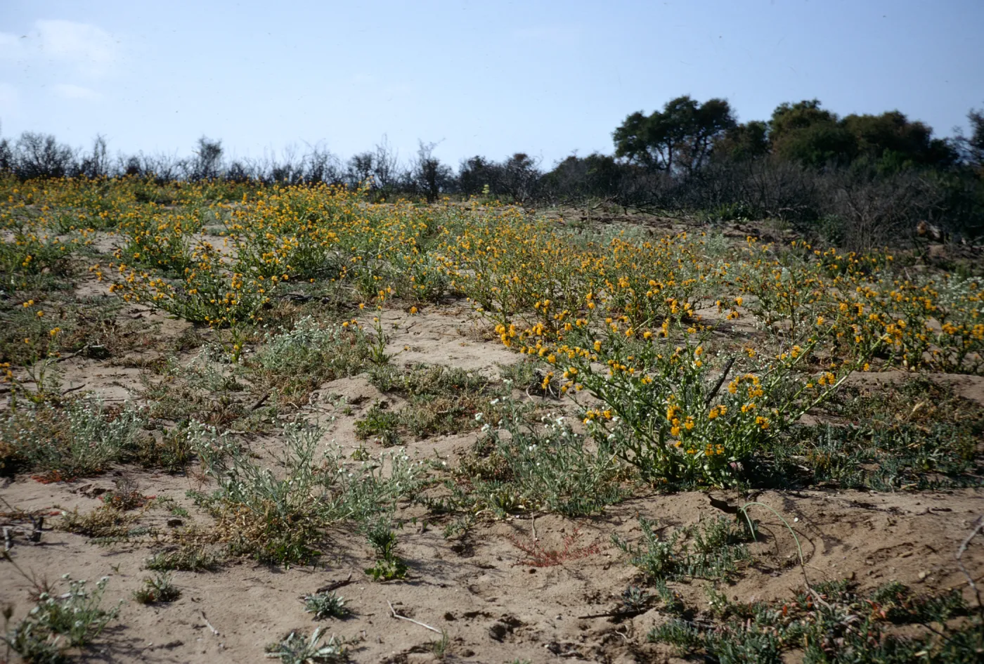 Amsinckia and Cryptantha blooming on sand flats