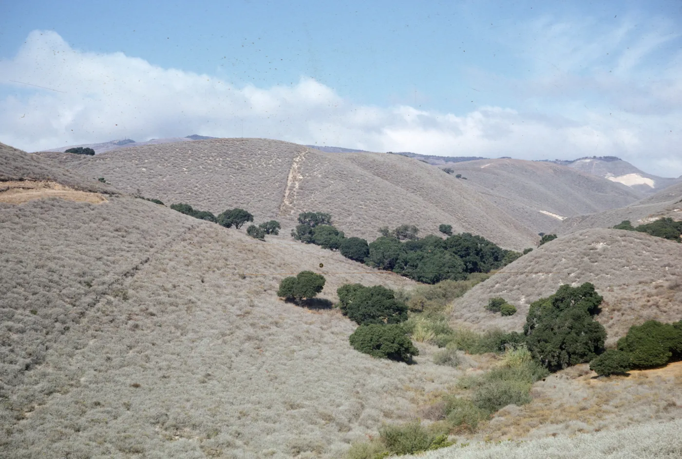coastal sage, Jalama 