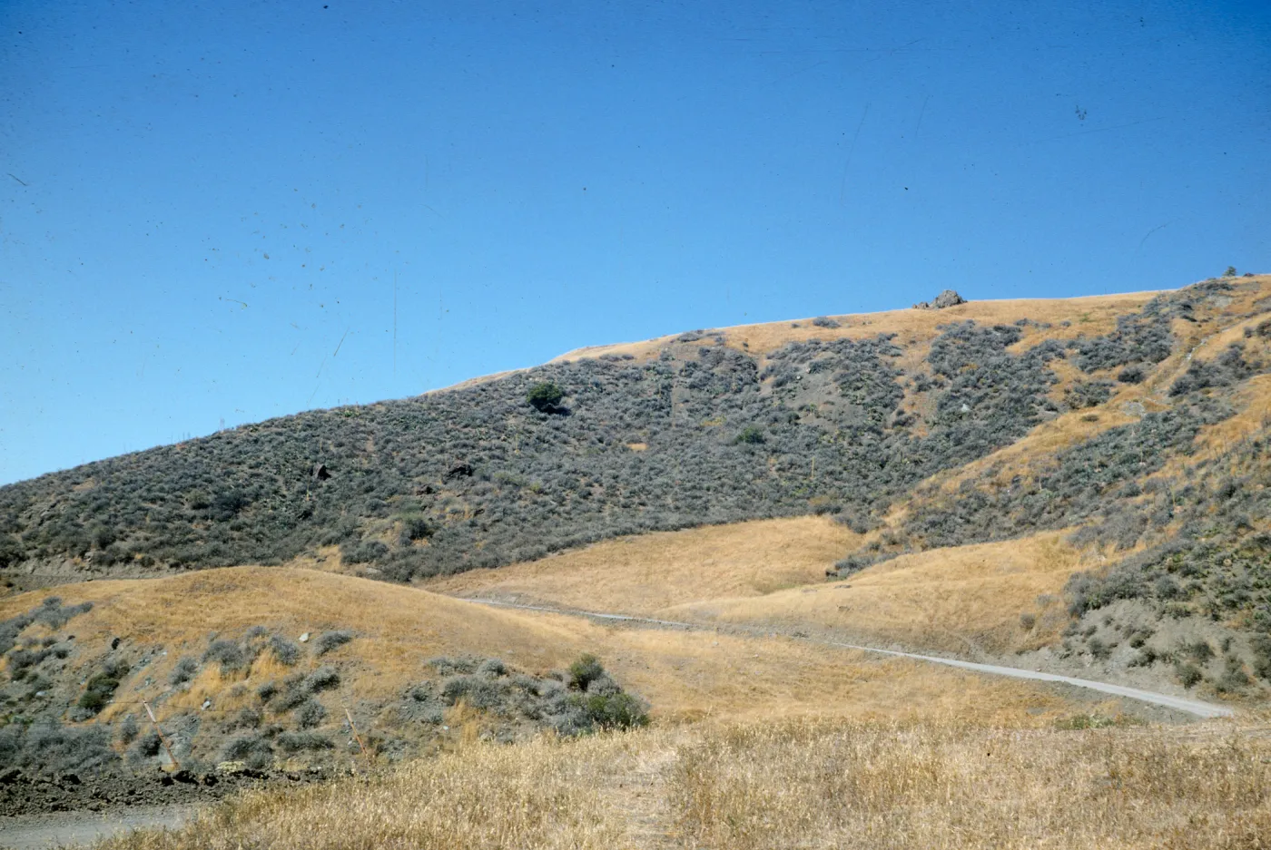 coastal sage, Figueroa