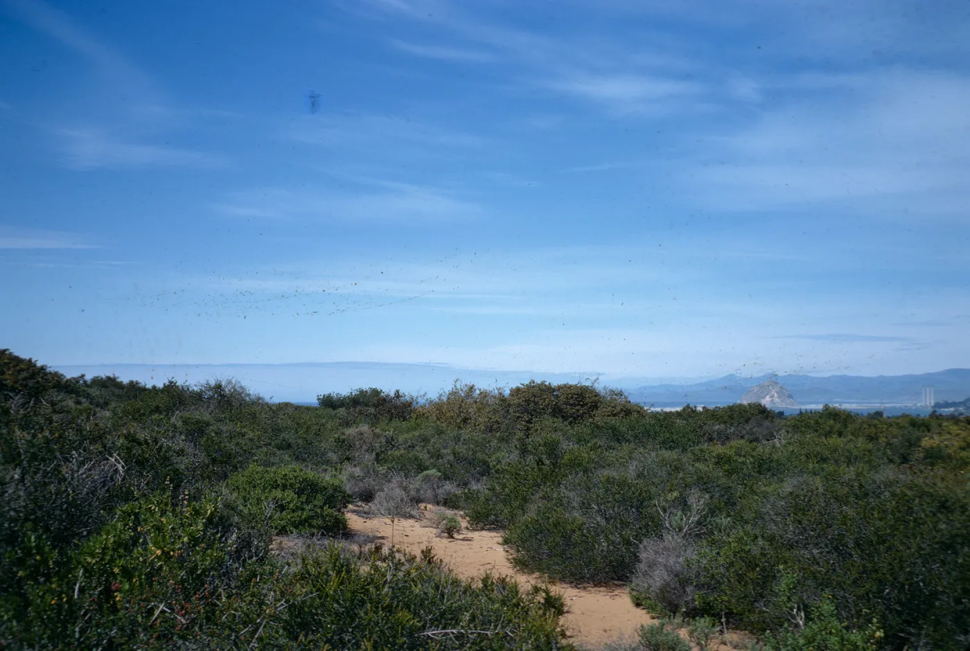 coastal sage scrub, Morro Bay