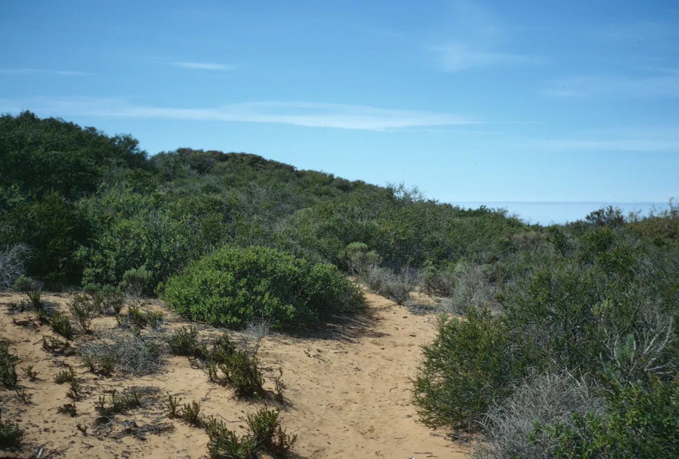 coastal sage scrub, Morro Bay