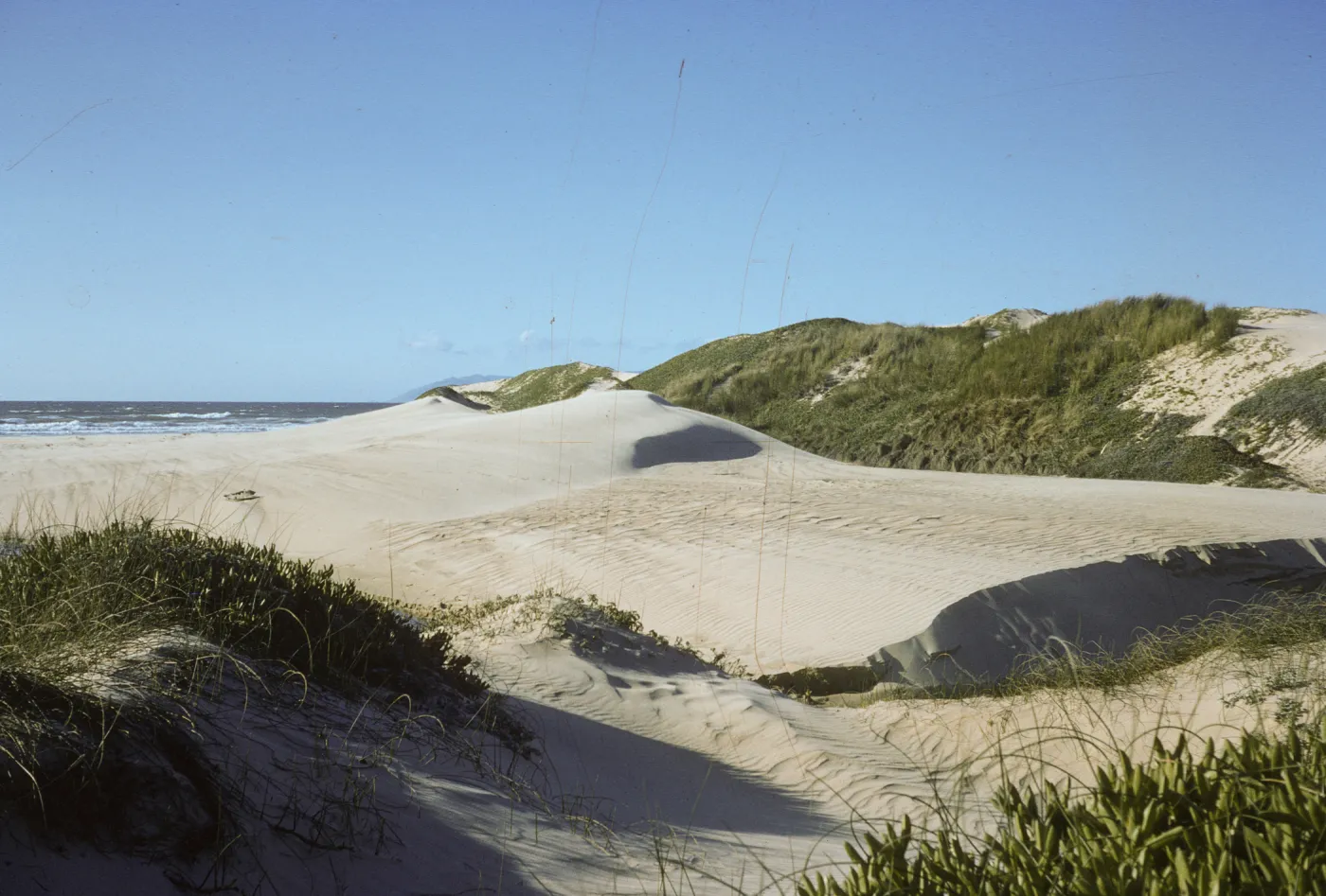 dunes at Pismo Beach