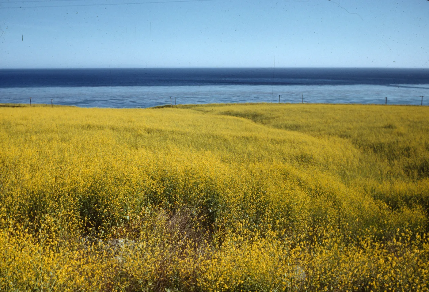 field of yellow mustard against blue ocean, Gaviota