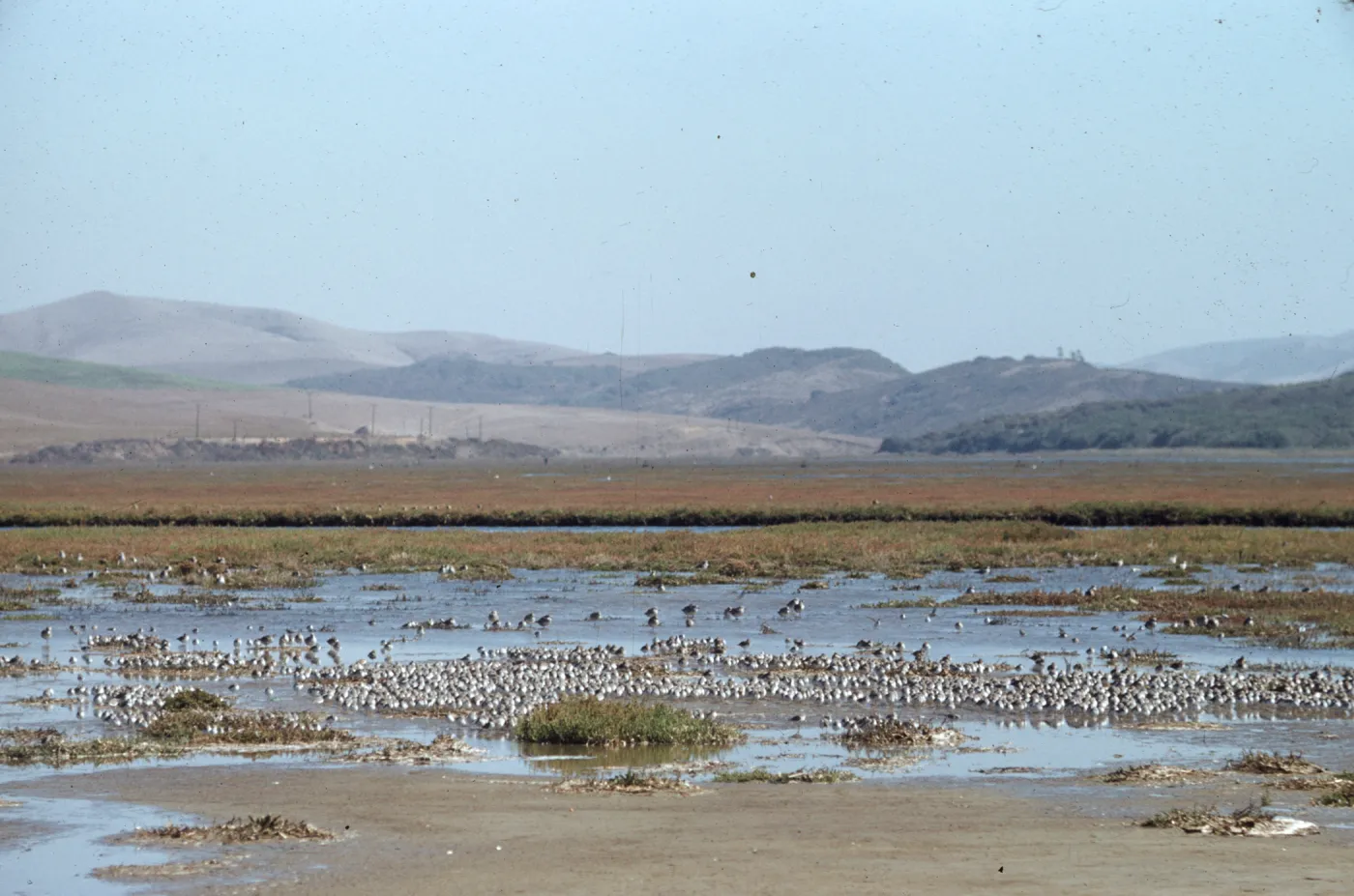 shorebirds feeding, Peeks, Morro Bay