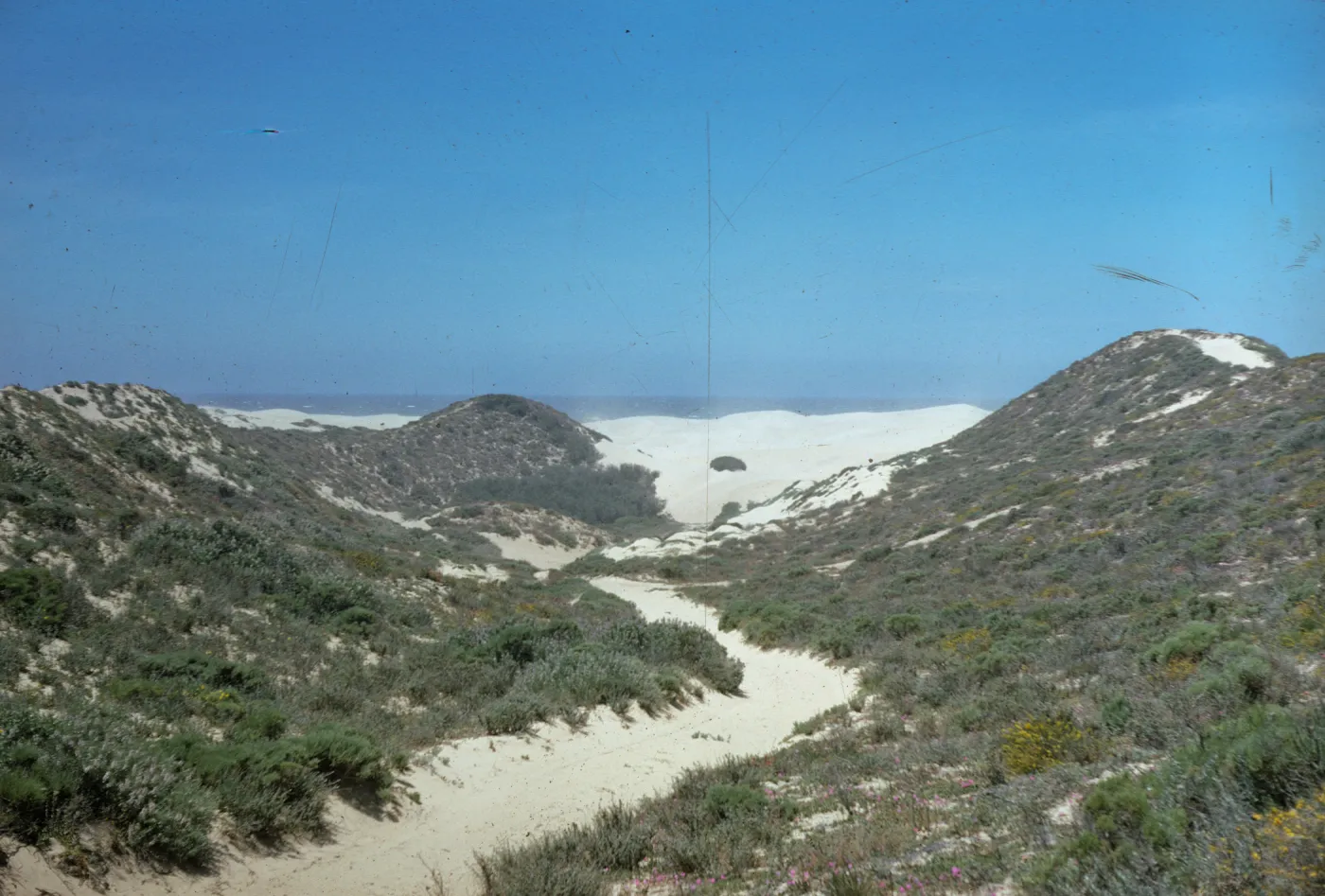 coastal dunes at Oso Flaco