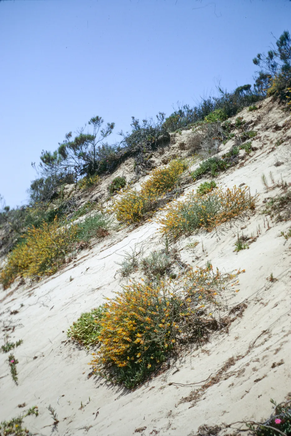 san dune, Oso Flaco