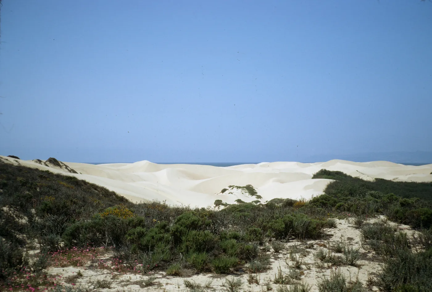 coastal dunes, Oso Flaco