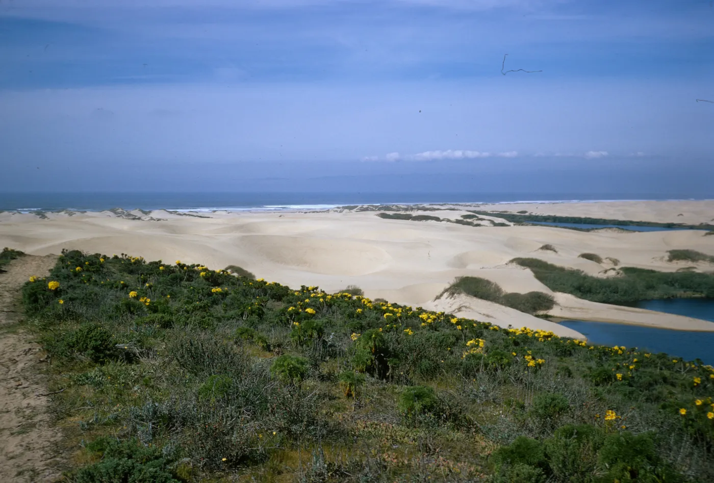 Oso Flaco dunes at the Pacific Ocean