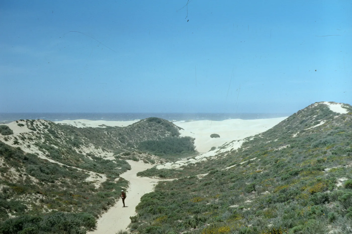 beach dunes at Oso Flaco