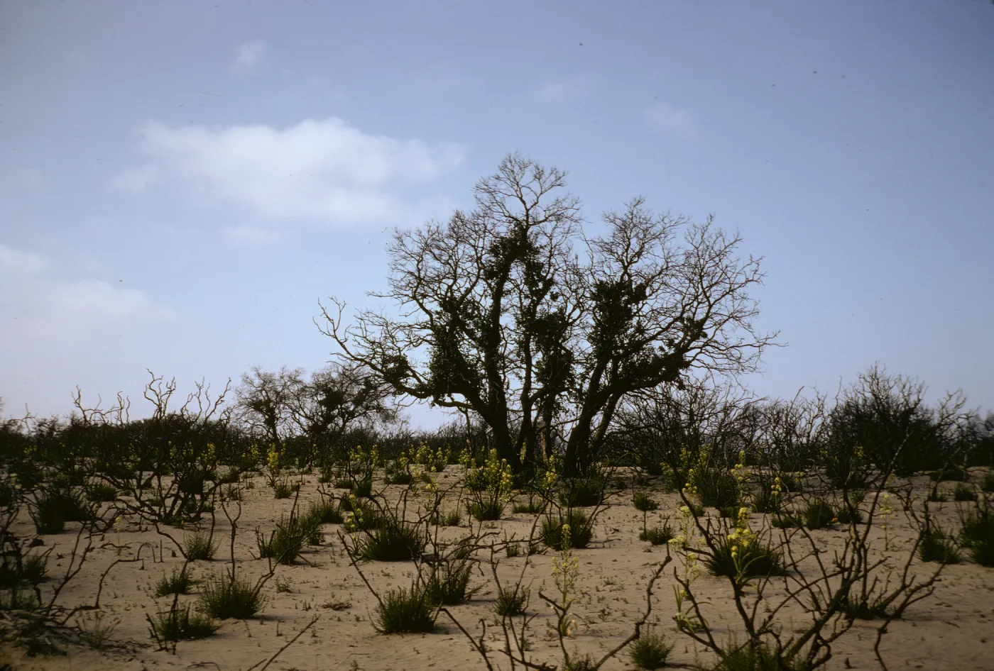 La Purisima burn
