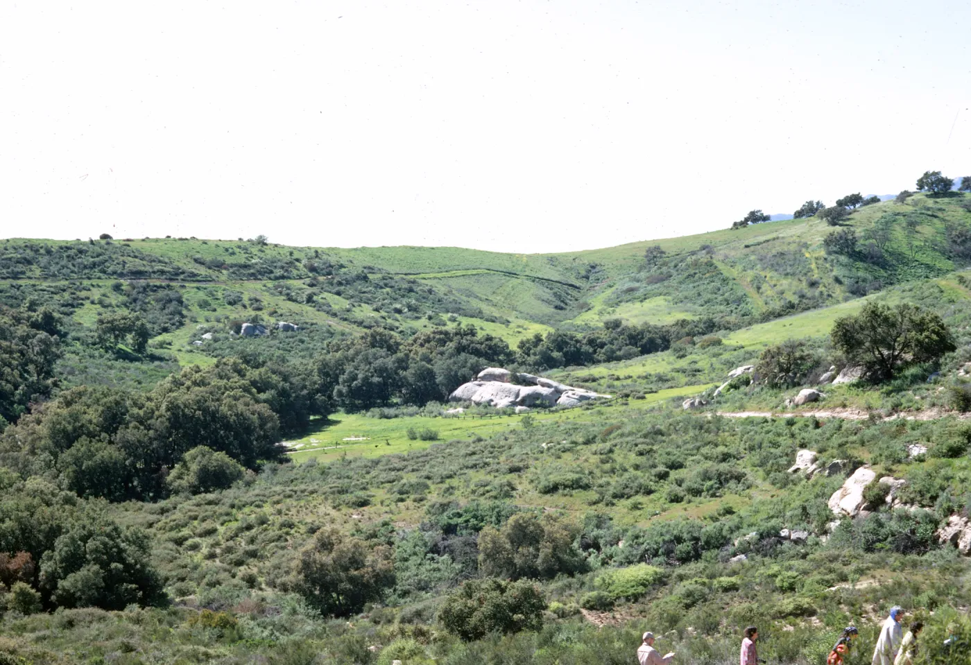 chaparral after burn, Toro Canyon