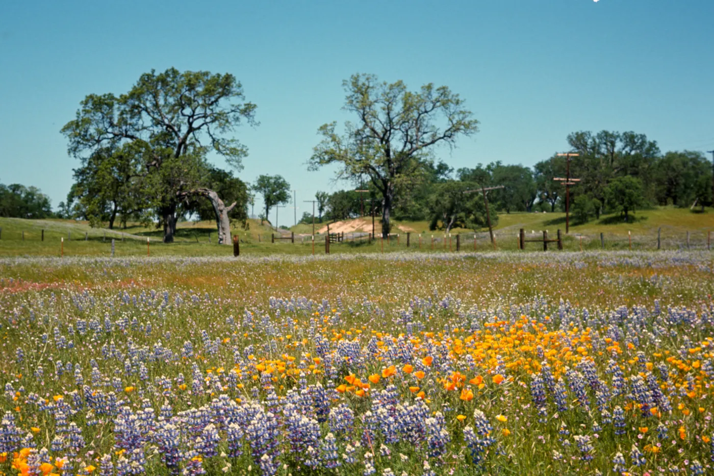 field of wildflowers, lupines and poppies