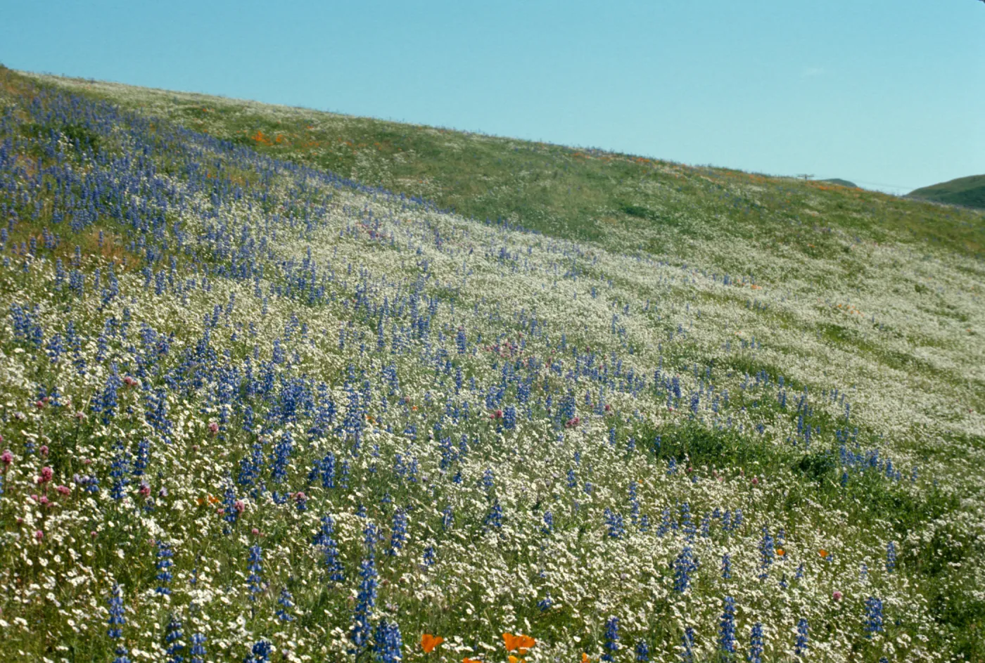 wildflower covered hillside