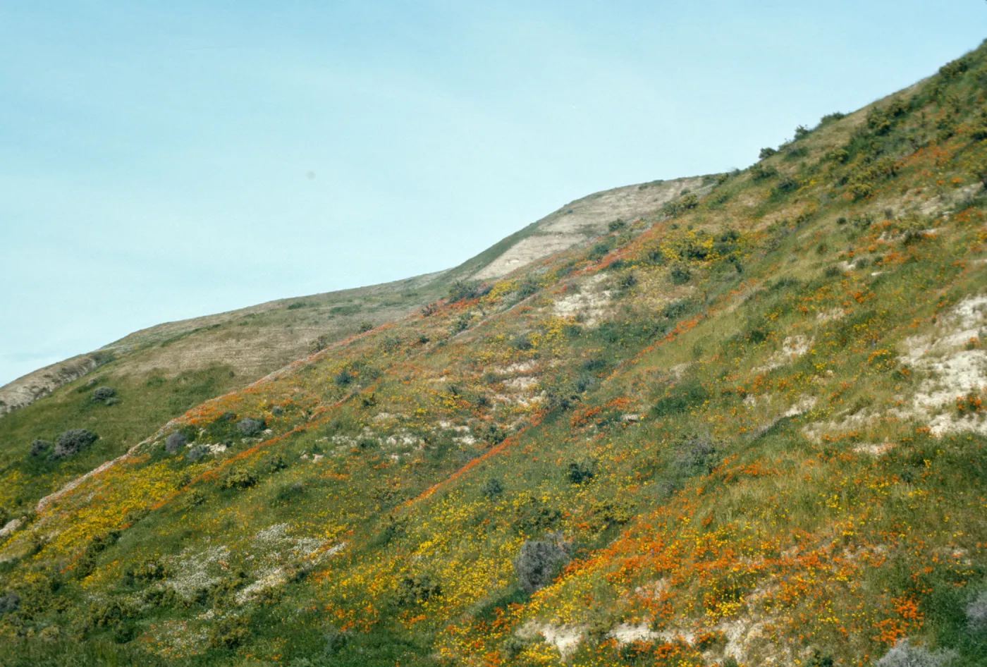 hillside with wildflowers