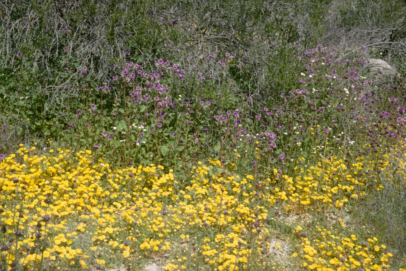 wildflowers