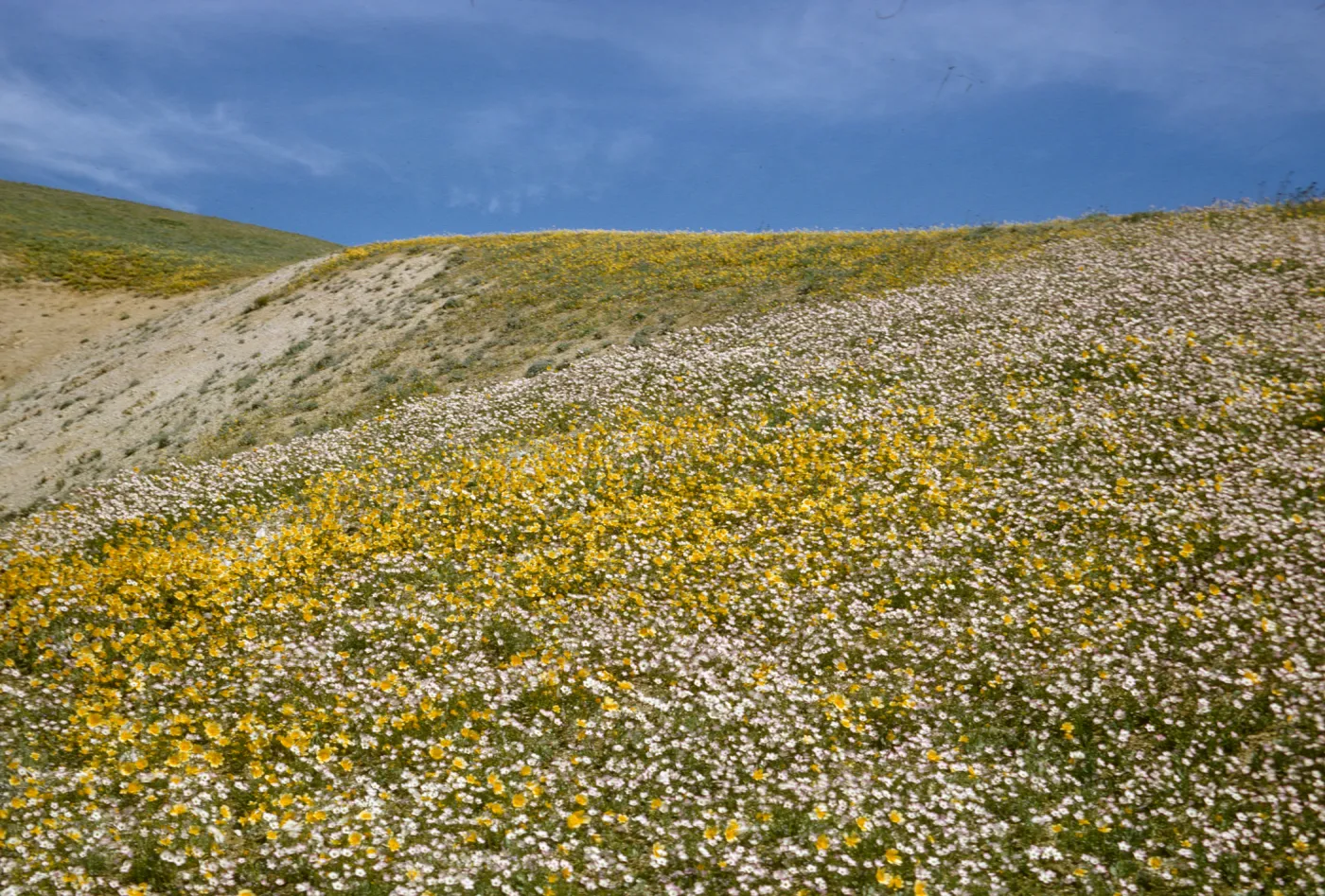 wildflower coverd hills