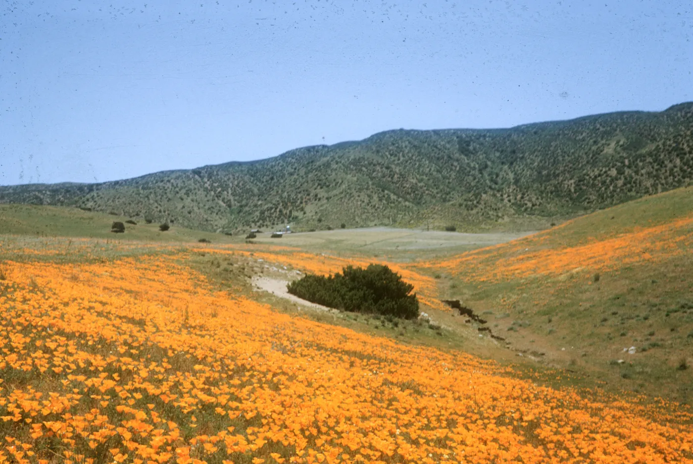 poppies in Antelope Valley