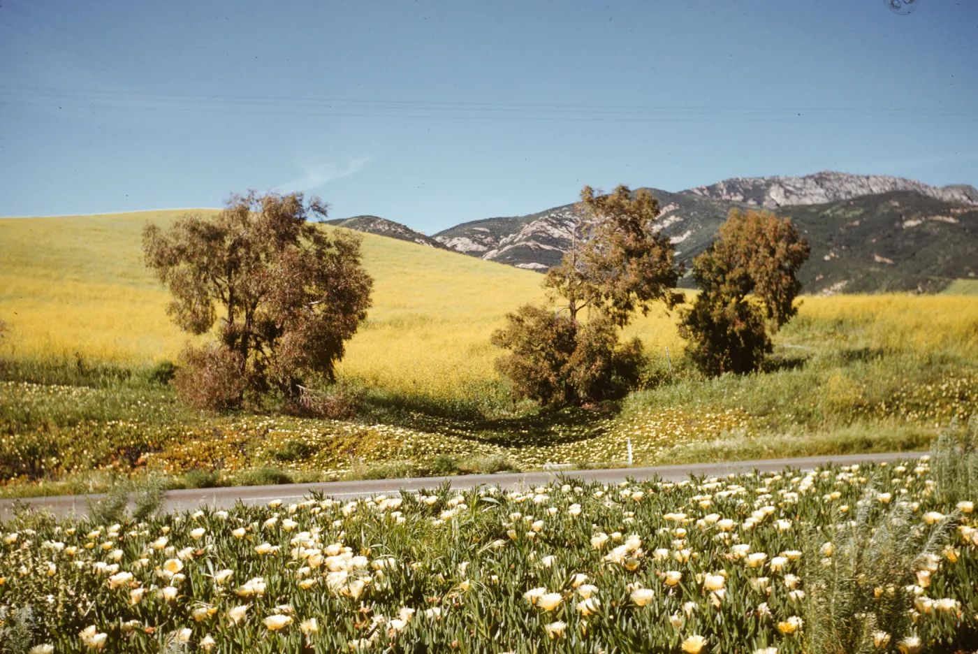 roadside field of mustard and iceplant, Highway 101, Gaviota