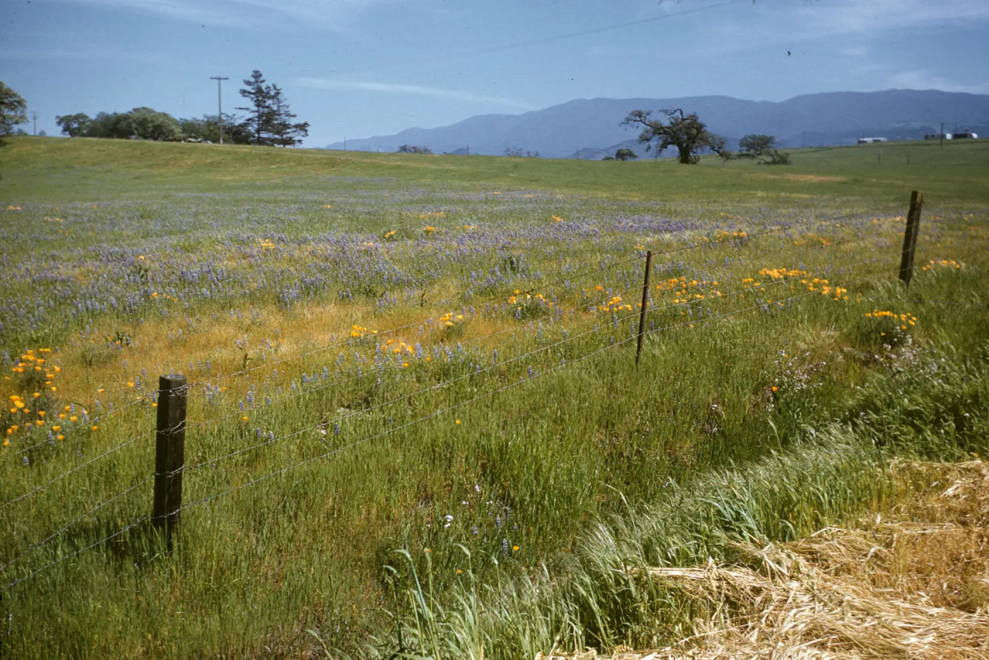 poppies and lupine near Santa Ynez