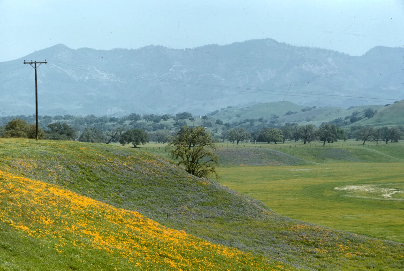 poppies and lupine, Foxen Canyon