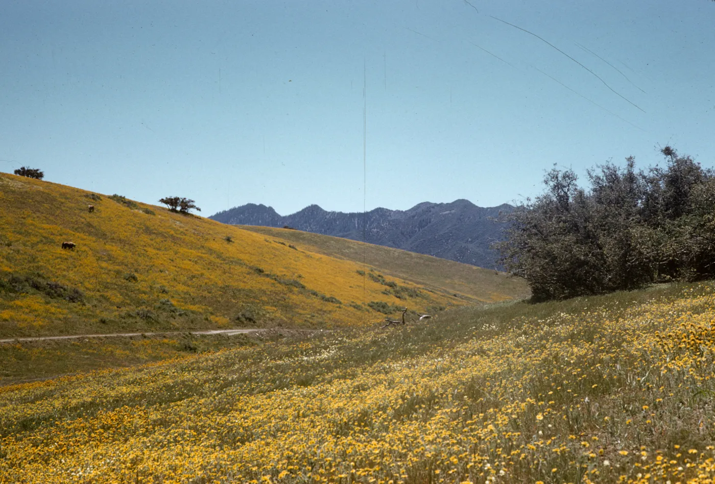 wildflowers, Madulce Peak from Santa Barbara Potrero