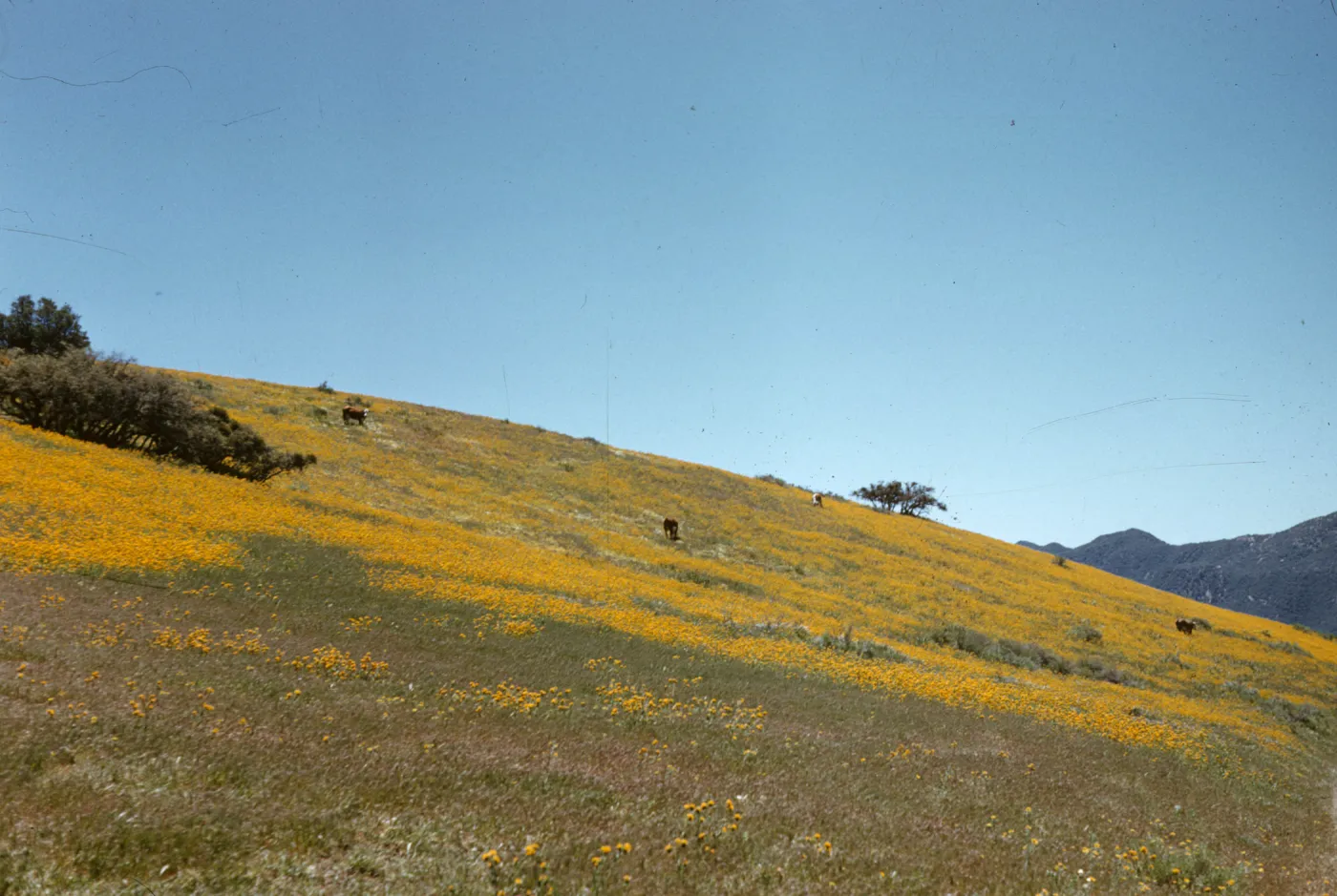 goldfields, Lasthenia sp., Santa Barbara Potrero