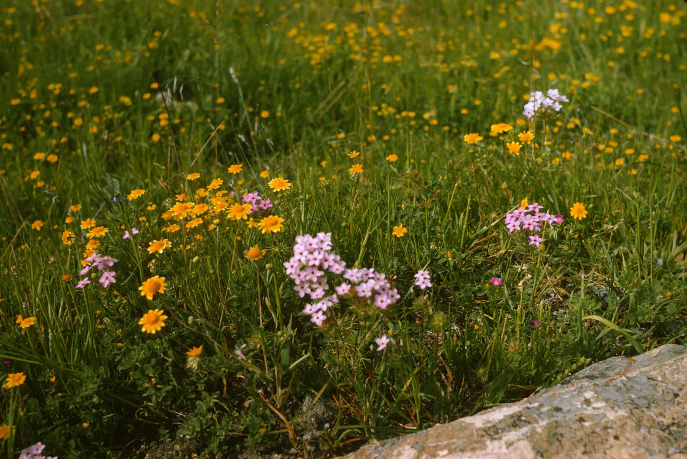Lasthenia and Linanthus, de la Guerra Springs