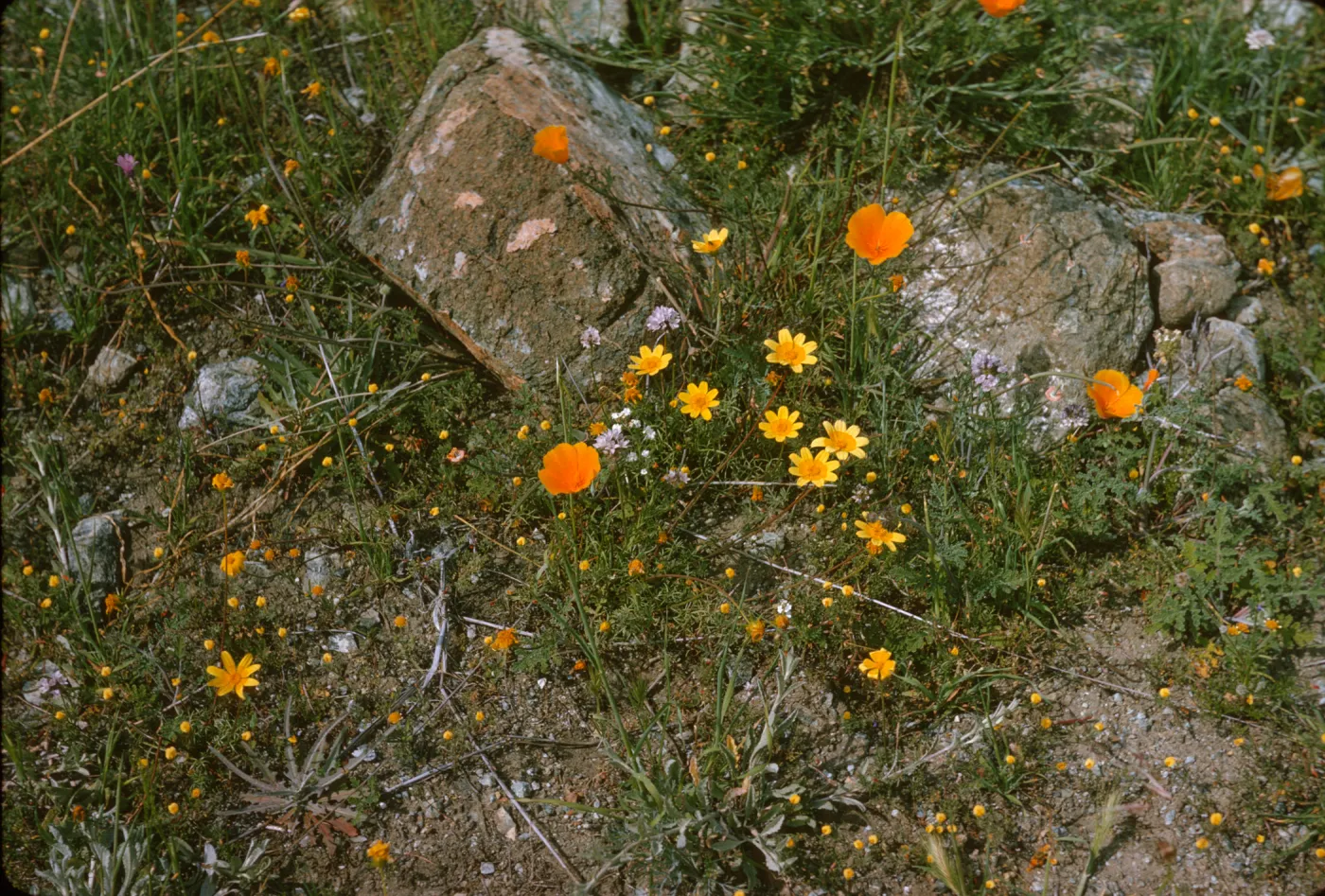 Coreopsis bigelovii, de la guerra Springs