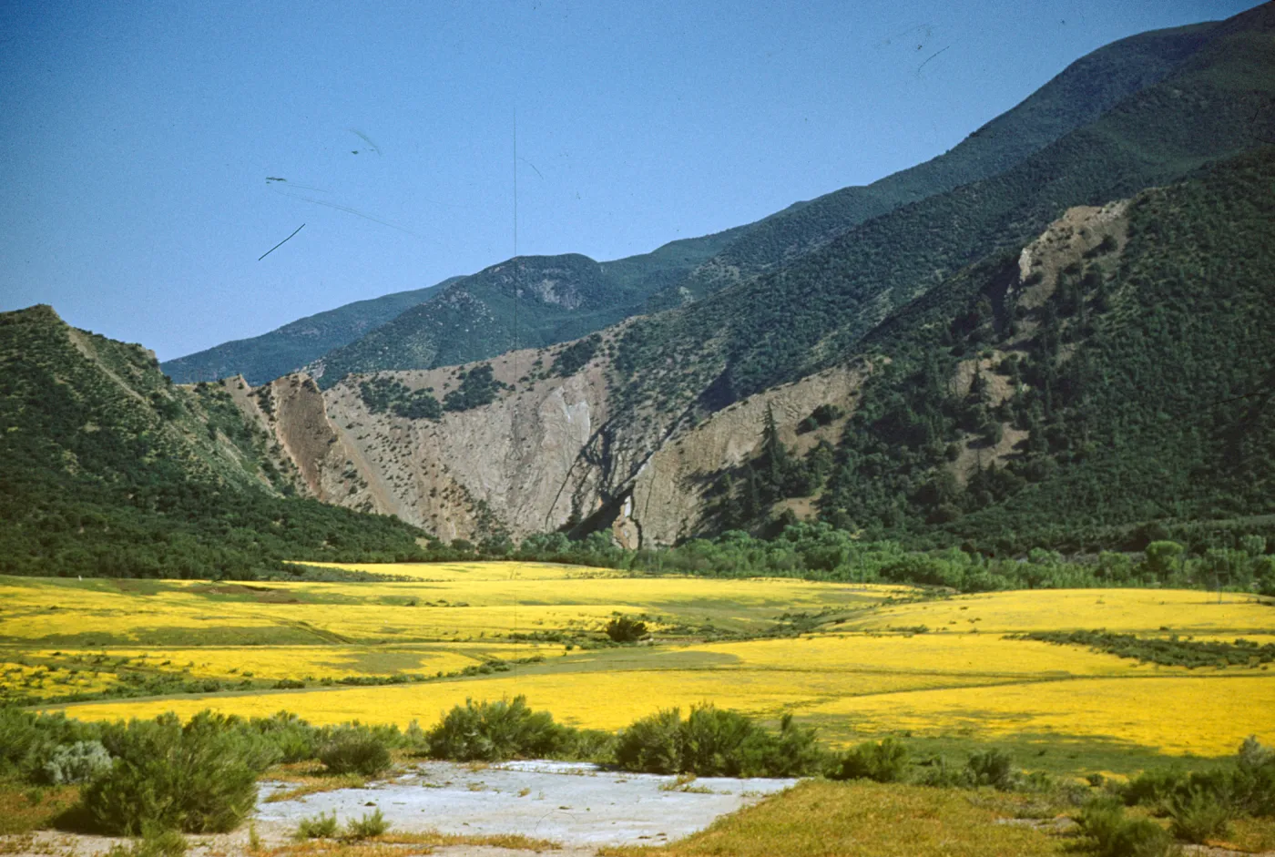 field of tidy tips, upper Pirue Creek