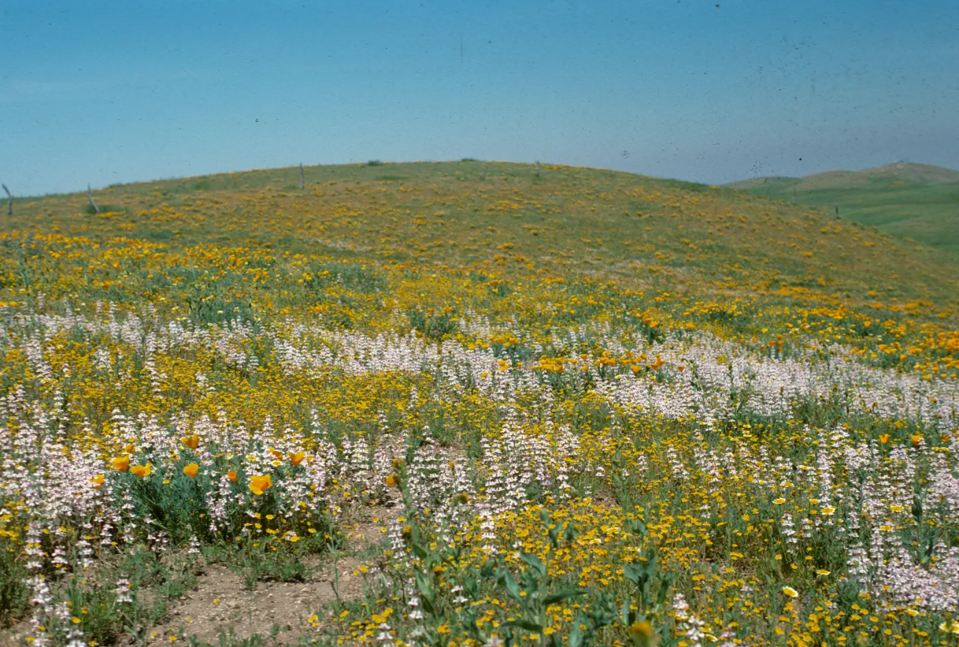 wildflowers