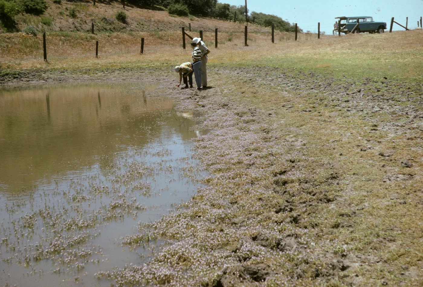 vernal pool, Mt Abel