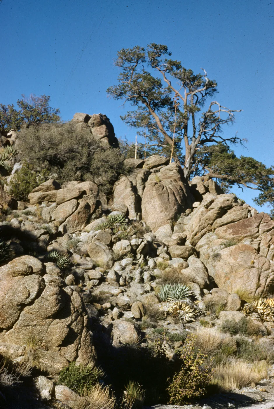 old pinon pine