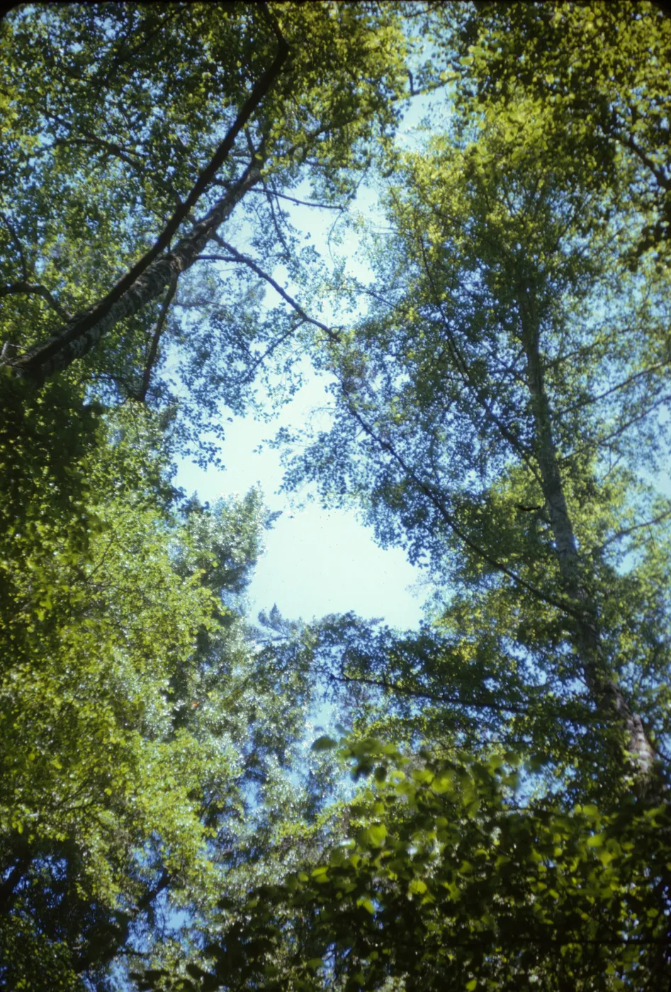 looking up into oak canopy
