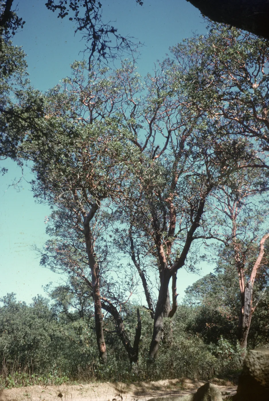 Quercus agrifolia (Coastal Live Oak)