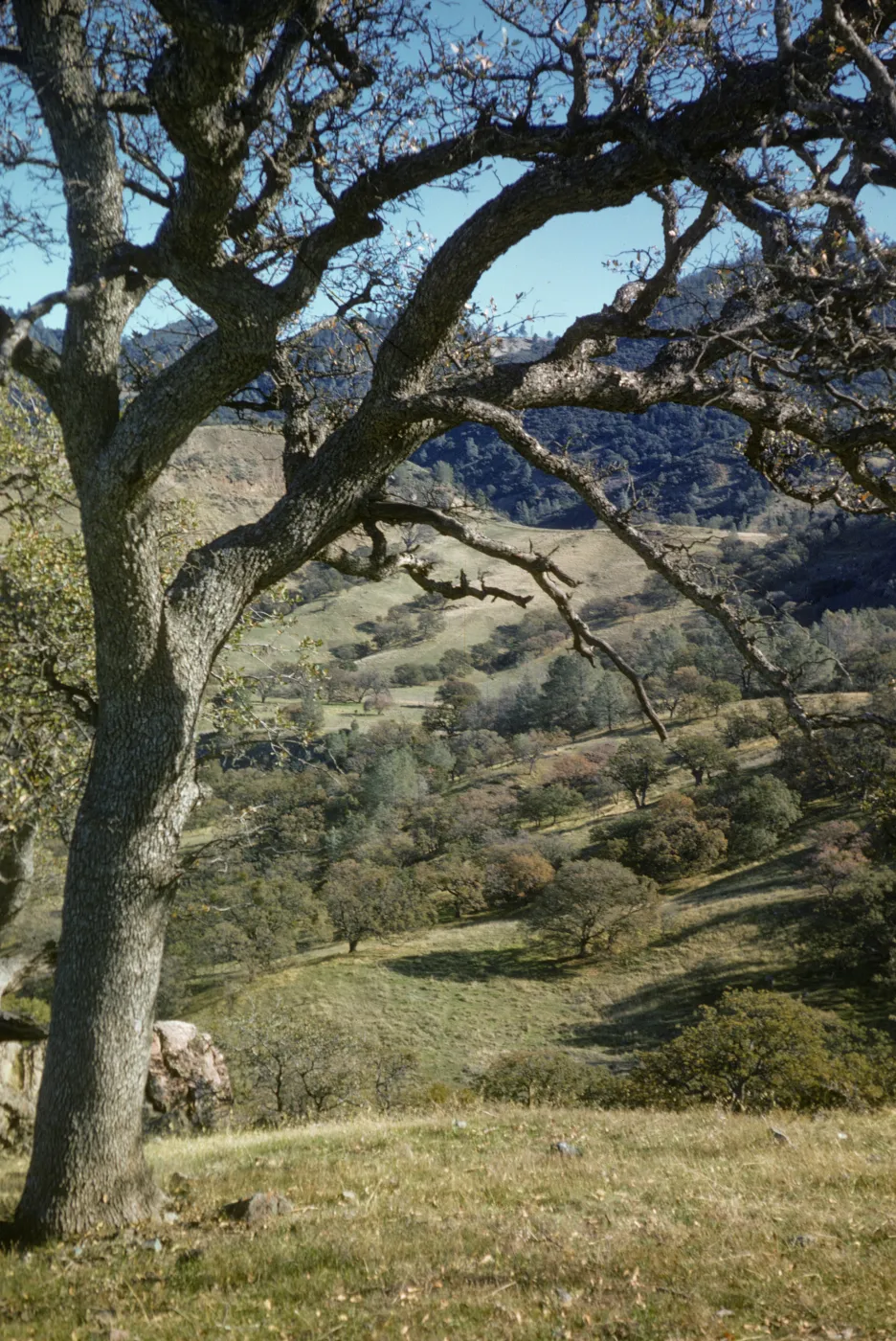 oak woodland, Figueroa