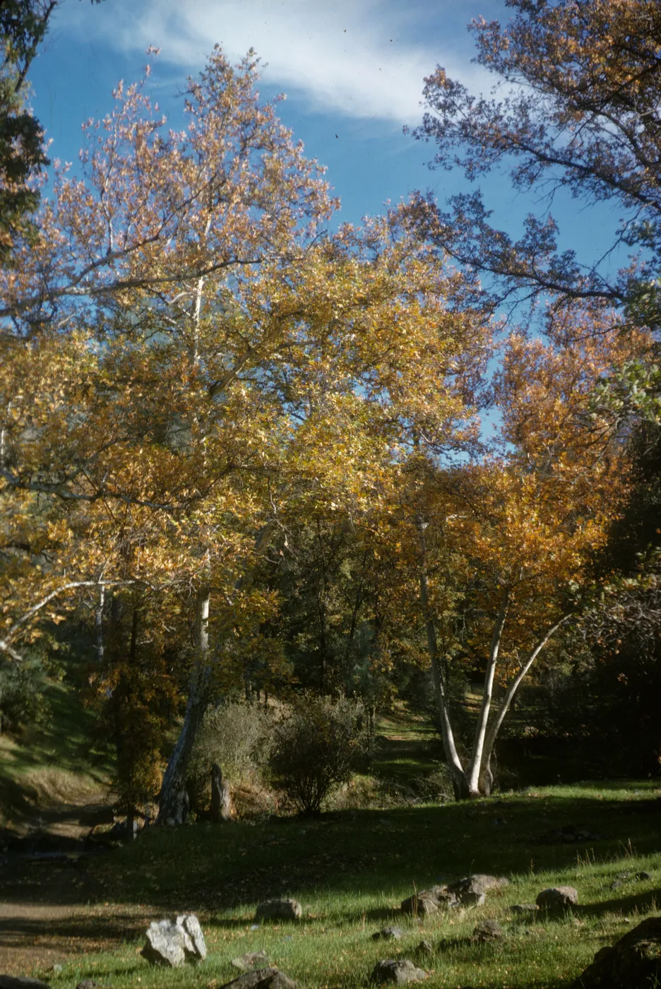 oak woodland, Figueroa