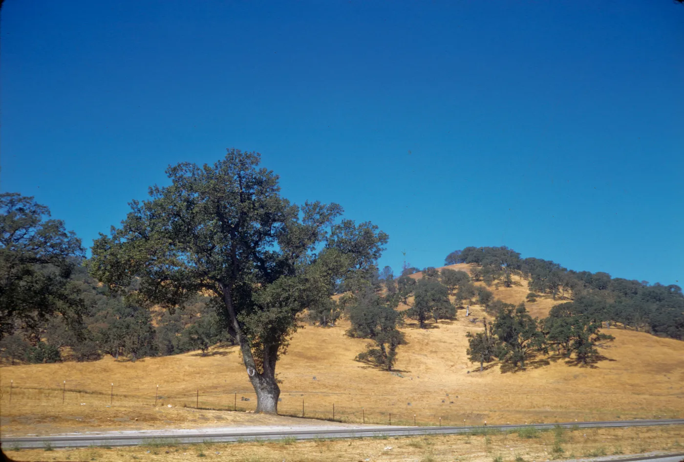 oak savanna