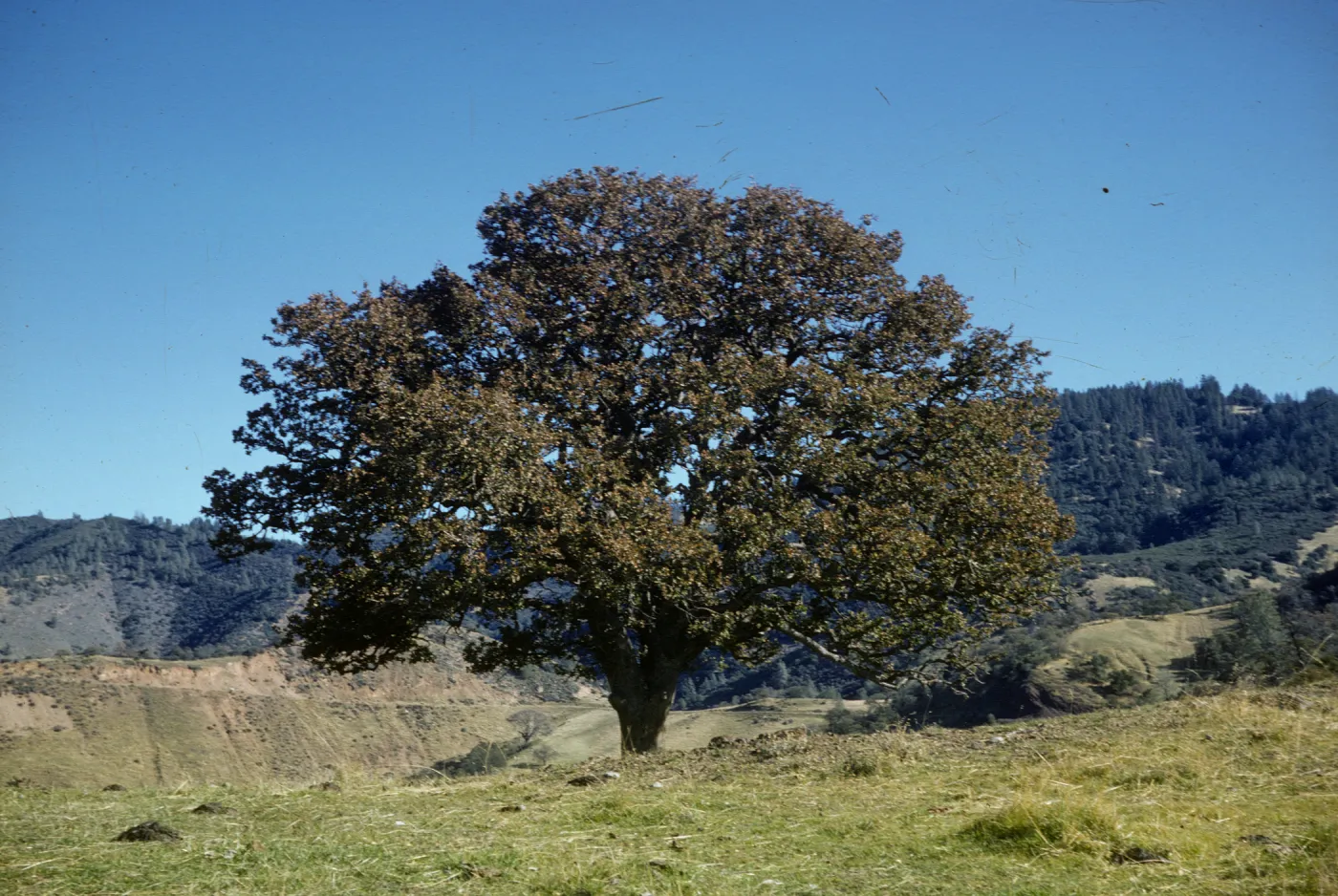 Quercus douglasii, Figueroa
