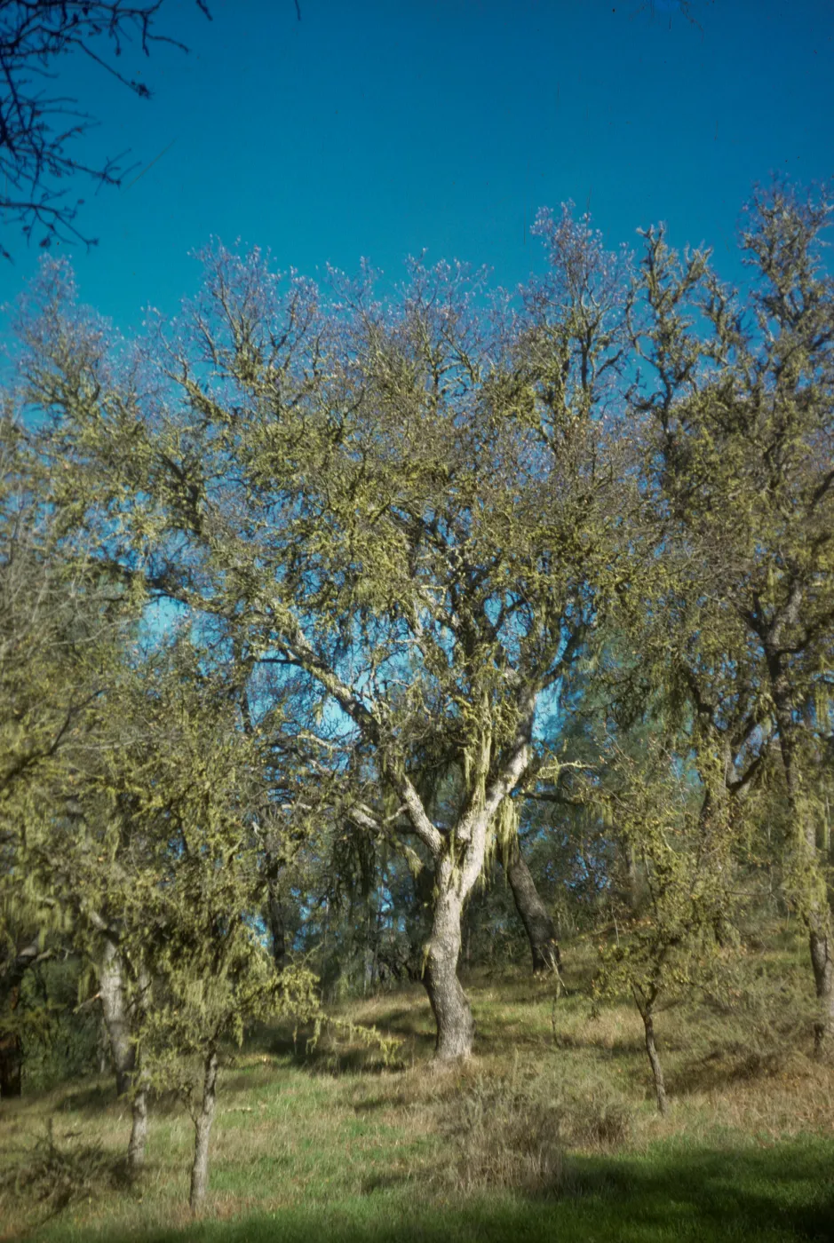 Quercus agrifolia