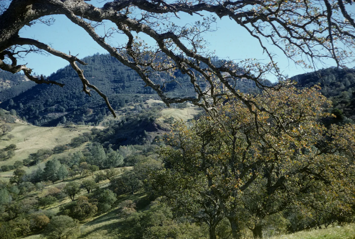 oak woodland, Figueroa