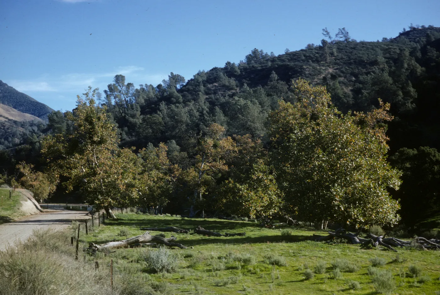 oak woodland, Figueroa