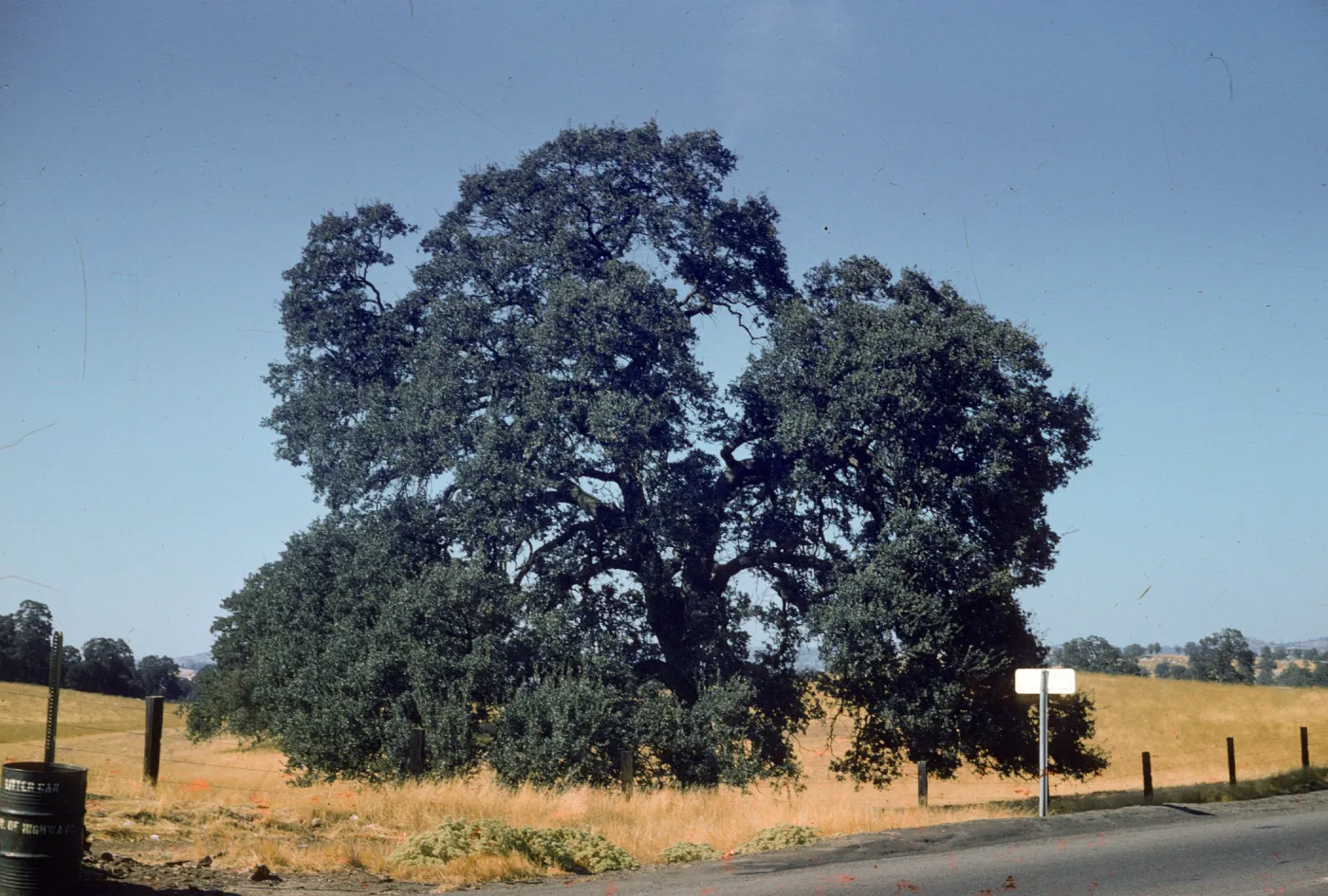 oak savanna, western Sierras