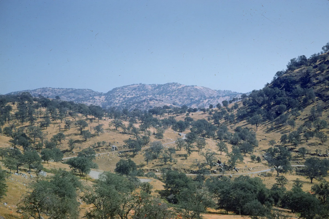oak savanna, western Sierras