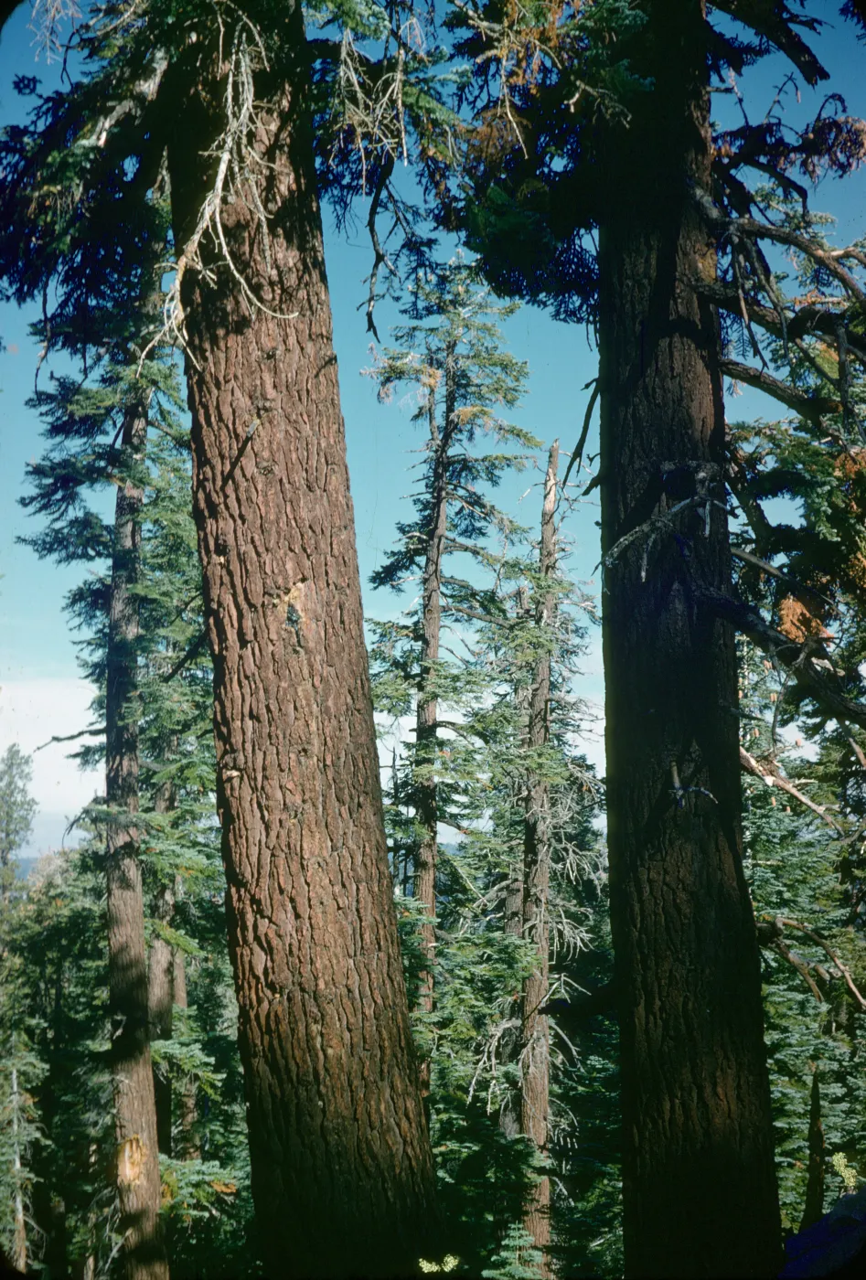 red fir forest, Lake Tenaya